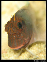 Cute but timid little Redlip Blenny......... Canon G7 plu... by Brian Mayes 